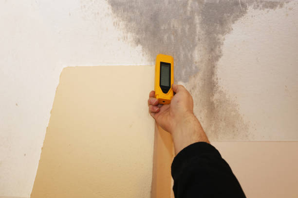 Best Mold Odor Removal Services  in Byron, CA