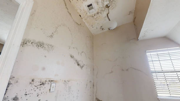Best Asbestos and Lead Testing During Mold Inspection  in Byron, CA