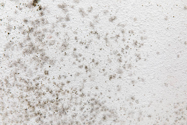 Best Comprehensive Air Testing for Mold Contaminants  in Byron, CA