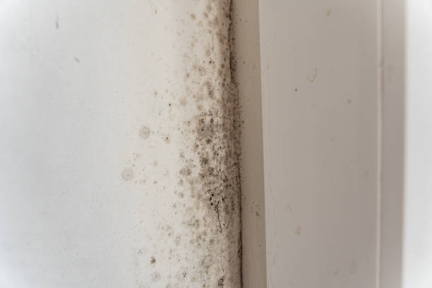 Byron, CA Mold Removal Company
